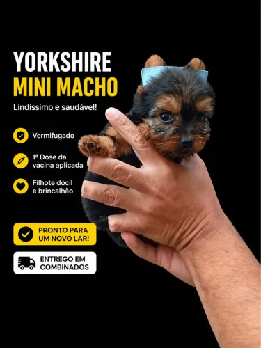 Filhotes de Yorkshire Terrier