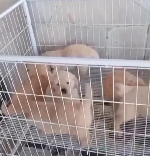 Golden retriever inteligentes e leais