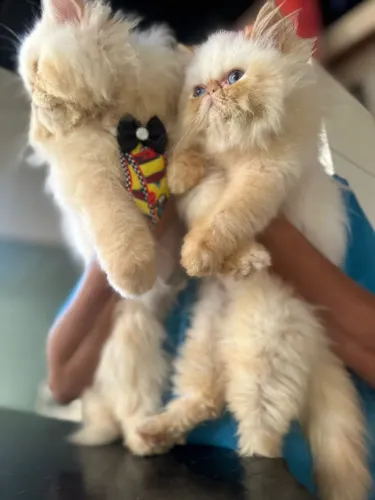 Casal persa himalaia 