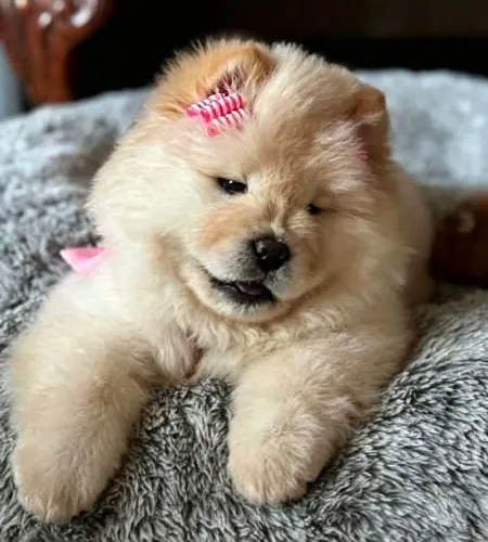 Chow chow americano