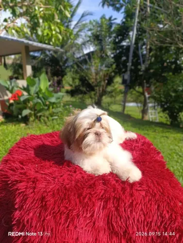 Shihtzu 