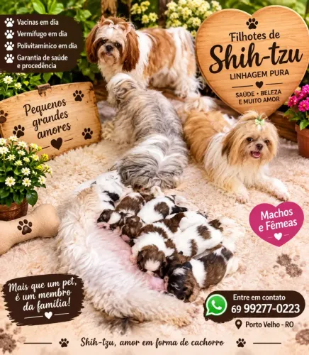 FILHOTES DE SHIH-TZU À VENDA!