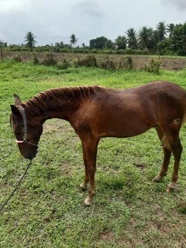 Potro mangalarga
