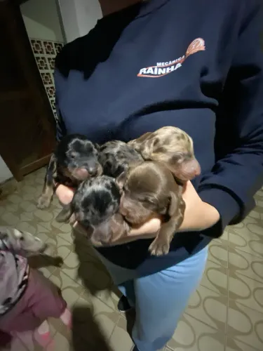 Duchshund , Cofap , salsicha , tkel . Lindos filhotes alerquim