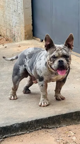 Cobertura American Bully
