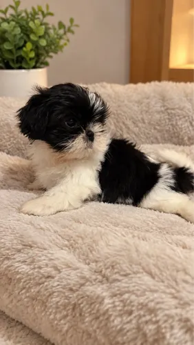 Filhote de Shih Tzu