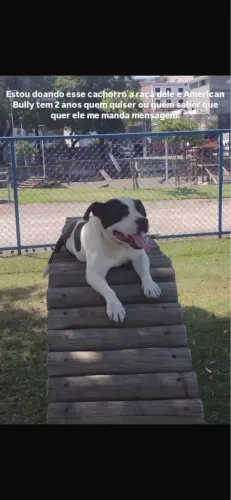 DOAÇÃO DE AMERICAN BULLY PURO, 1, 4 meses de vida.