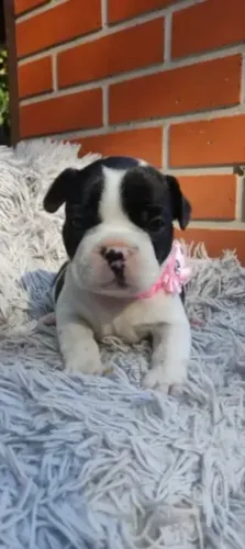 Buldogue francês fêmea 