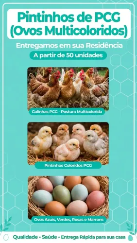 Pintinhos de Ovos Multicoloridos ( ENTREGO)