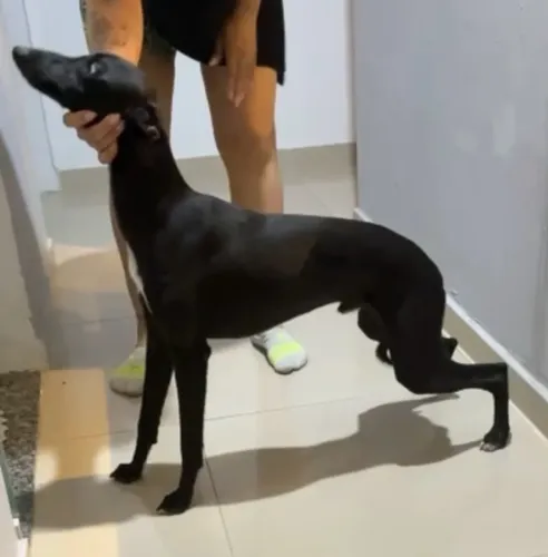 Filhote de Galgo - Whippet