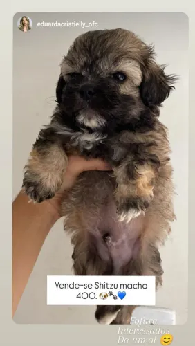 Filhote macho Shih Tzu