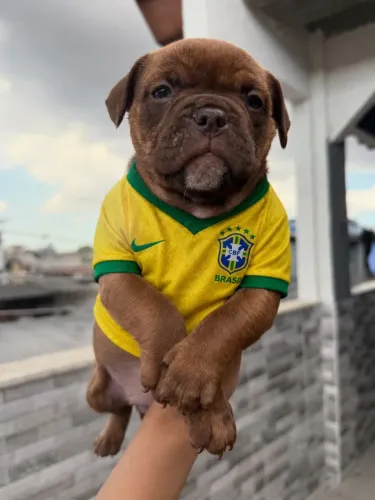 Cachorros 