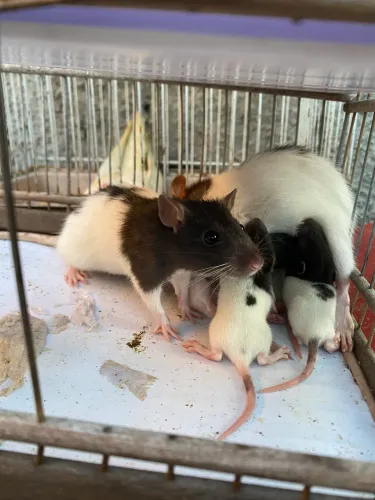 Rato twister 