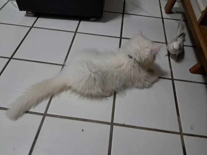 Gato persa lindo e brincalhão 