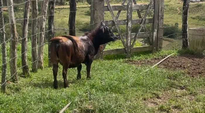 Mini Bezerra
