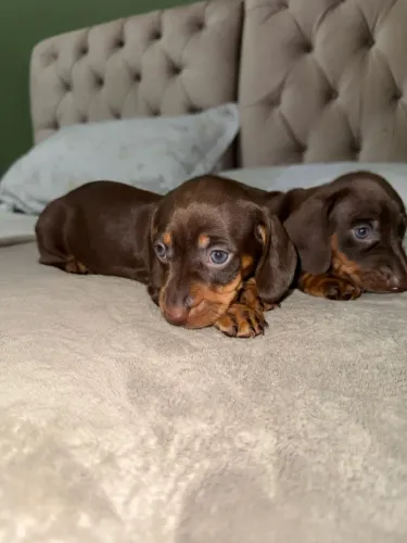 Filhotes de Dachshund (Salsicha) disponíveis!