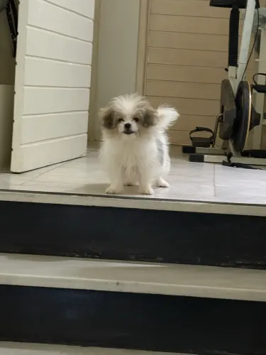 Vendo cachorro com 3 meses de idade, raça shitzu com Spitz. Macho