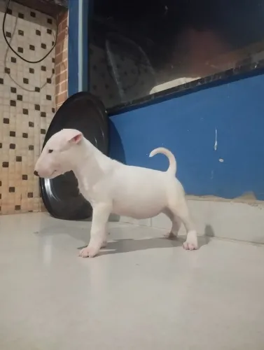Filhote Bull Terrier Branco Fêmea