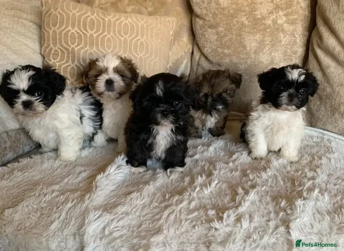 Neném shih tzu/shitzu de linhagem selecionada saudável e dócil