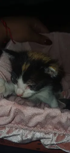 Gatos para doação 