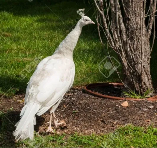 Ornamentais branco jovens