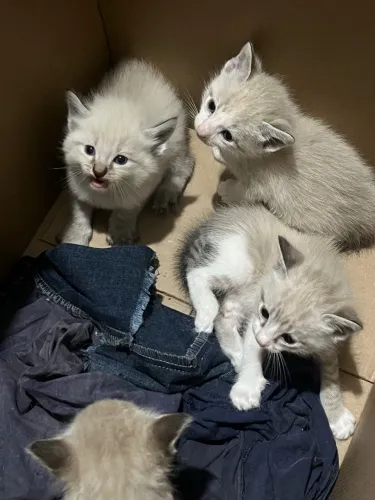 Doação Gatinhos