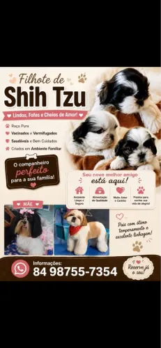 Filhotes Shitzu