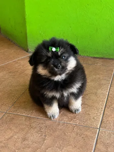 Lulu da pomerania anã fêmea black já vacinada