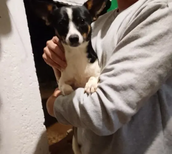 Cachorro macho pra adoção 1 ano porte pequeno 