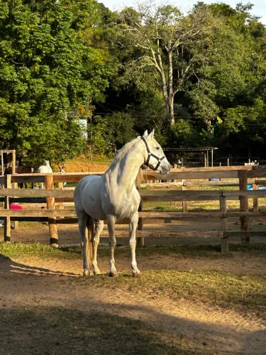 Cavalo Puro Sangue Lusitano Tordilho