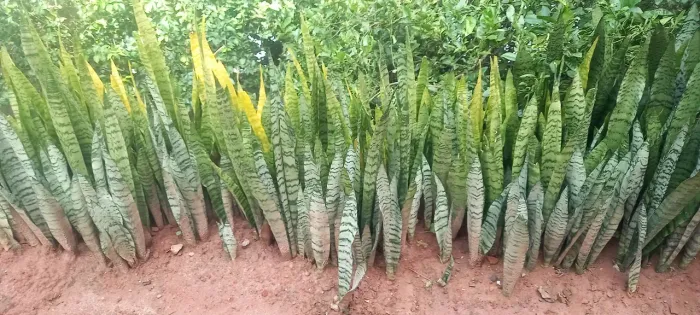 Espada são Jorge