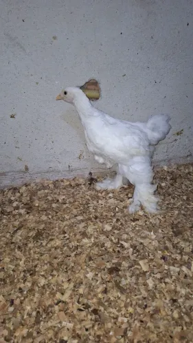Brahma white 