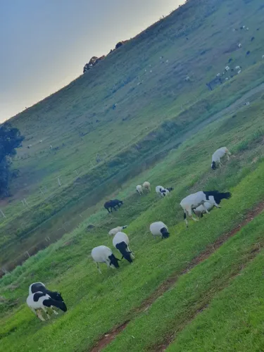 Ovelhas ou Carneiros