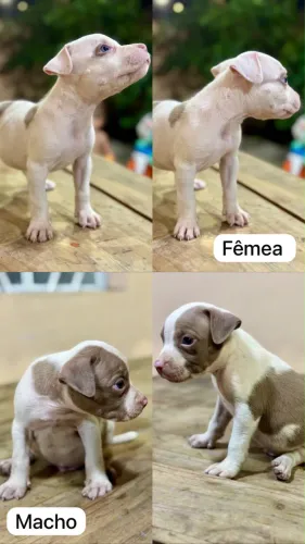 Filhotes American Bully