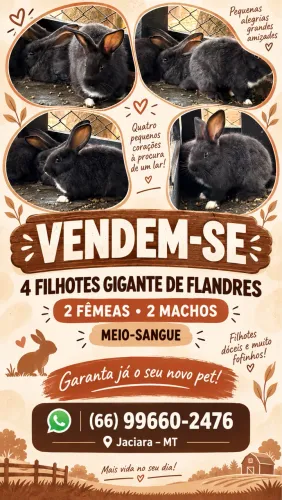 Coelhos Gigante de Flandres (meio-sangue)