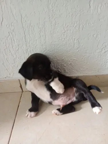 Filhotes de Shitzu com vira lata 