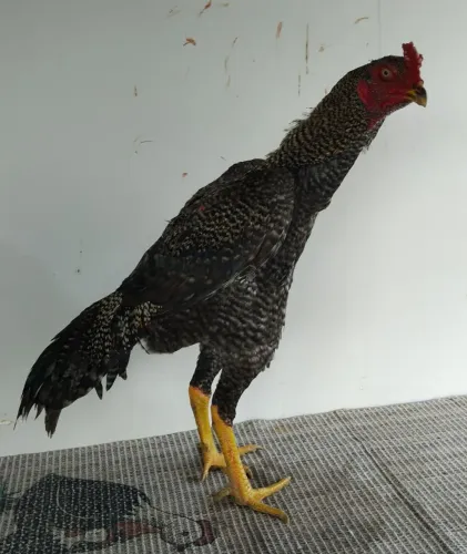 FRANGO MURA EXÓTICOS DE QUALIDADE!!
