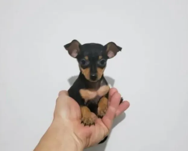 FILHOTE DE PINSCHER ZERO