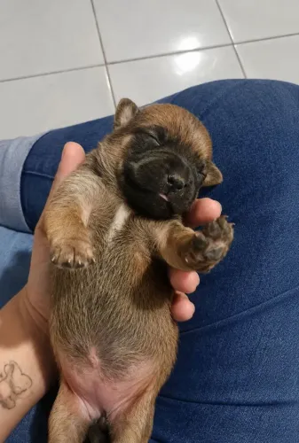 Cachorro filhote 
