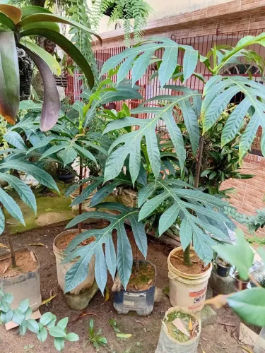 Muda de frutapão 