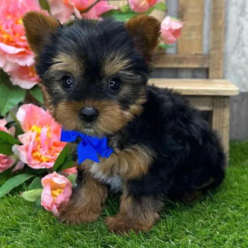 Yorkshire Terrier: Garanta seu filhote de Yorkshire linhagem pura. 