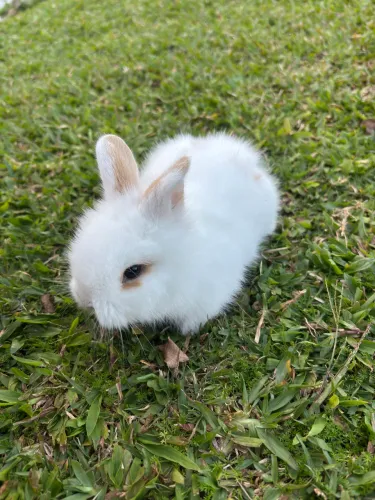 Coelho mini Lion