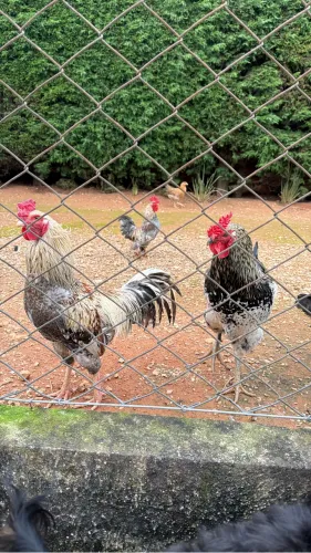Galinhas e galos caipiras 