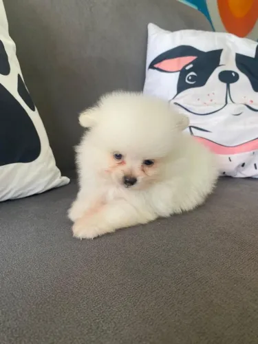 Fihote de Spitz Alemão o pequeno companheiro que encanta pelo jeito fofo