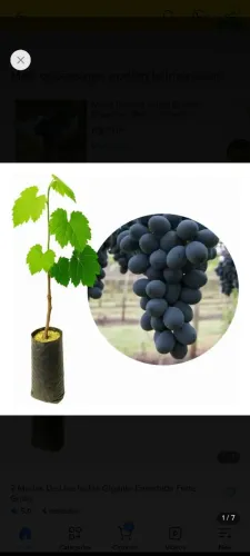 Pé de uva roxa enxertada 