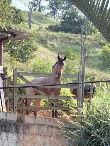 Vendo égua 