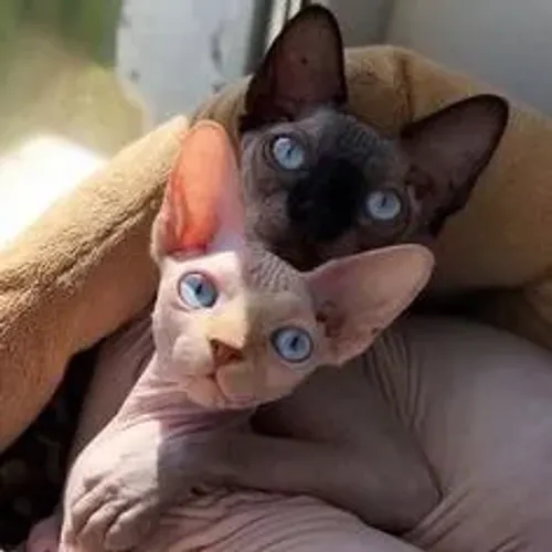 Sphynx Gato sem pelo 