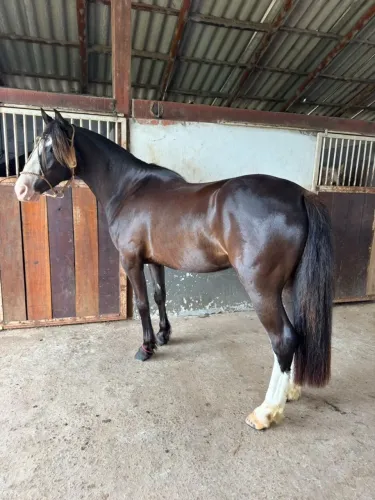 Cavalo Crioulo - Picaço