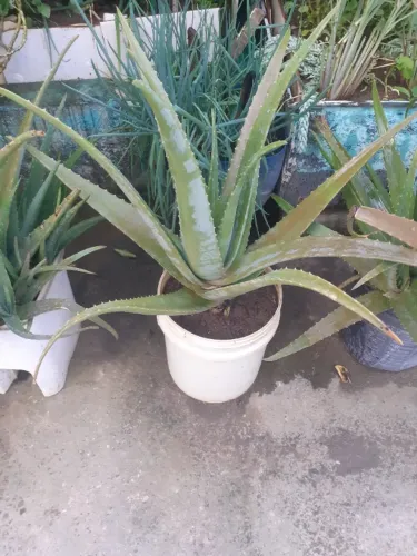 Planta Babosa