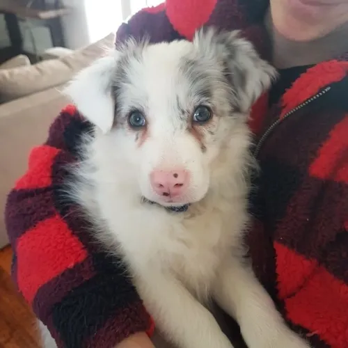 Border Collie - Seu Novo Companheiro De Aventuras Começa Aqui